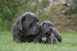 CANE CORSO 1321